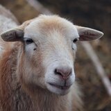 Υποψία για κρούσμα ευλογιάς των προβάτων στον νομό Ηρακλείου, φέρνει μέτρα