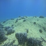 Λιβάδια Ποσειδωνίας: Επιστήμονες προσπαθούν να τα αναστήσουν και στην Κρήτη!