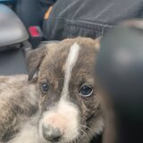 Η... άκαρπη αναζήτηση βοήθειας για πέντε κουτάβια και μια έκκληση