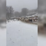 Στα λευκά το Οροπέδιο της Νίδας και η Ζώμινθος: Δείτε βίντεο