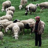 Μεγάλη ζωοκλοπή σε χωριό της Χερσονήσου: Μέσα σε λίγες ώρες εξαφανίστηκαν 250 αρνιά!