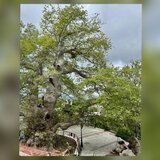 Πλάτανος στο Κράσι: Στο "μικροσκόπιο" του Παρατηρητηρίου Αστικού Πρασίνου και της Αποκεντρωμένης