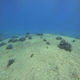 Λιβάδια Ποσειδωνίας: Οι «πνεύμονες» της θάλασσας χρειάζονται τη βοήθειά μας- Στο επίκεντρο η Σητεία!