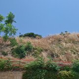 «Ζούγκλα» τα Ενετικά Τείχη - Ξερά χόρτα και παραμέληση κυριαρχούν στο τοπίο (video)