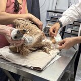 Εξαντλημένοι και αφυδατωμένοι γύπες πέφτουν καθημερινά στις ακτές της Κρήτης