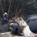 Ηράκλειο: Μεγάλο δέντρο έπεσε τη νύχτα πάνω σε δύο αυτοκίνητα!