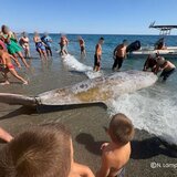 Αλ. Φραντζής: Οι 3 πιθανές αιτίες πίσω από τον μαζικό εκβρασμό ζιφιών στη Νότια Κρήτη